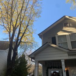 Tree Trim 