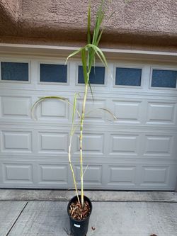 Tall Sugarcane
