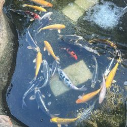 Koi Fish From Japan 