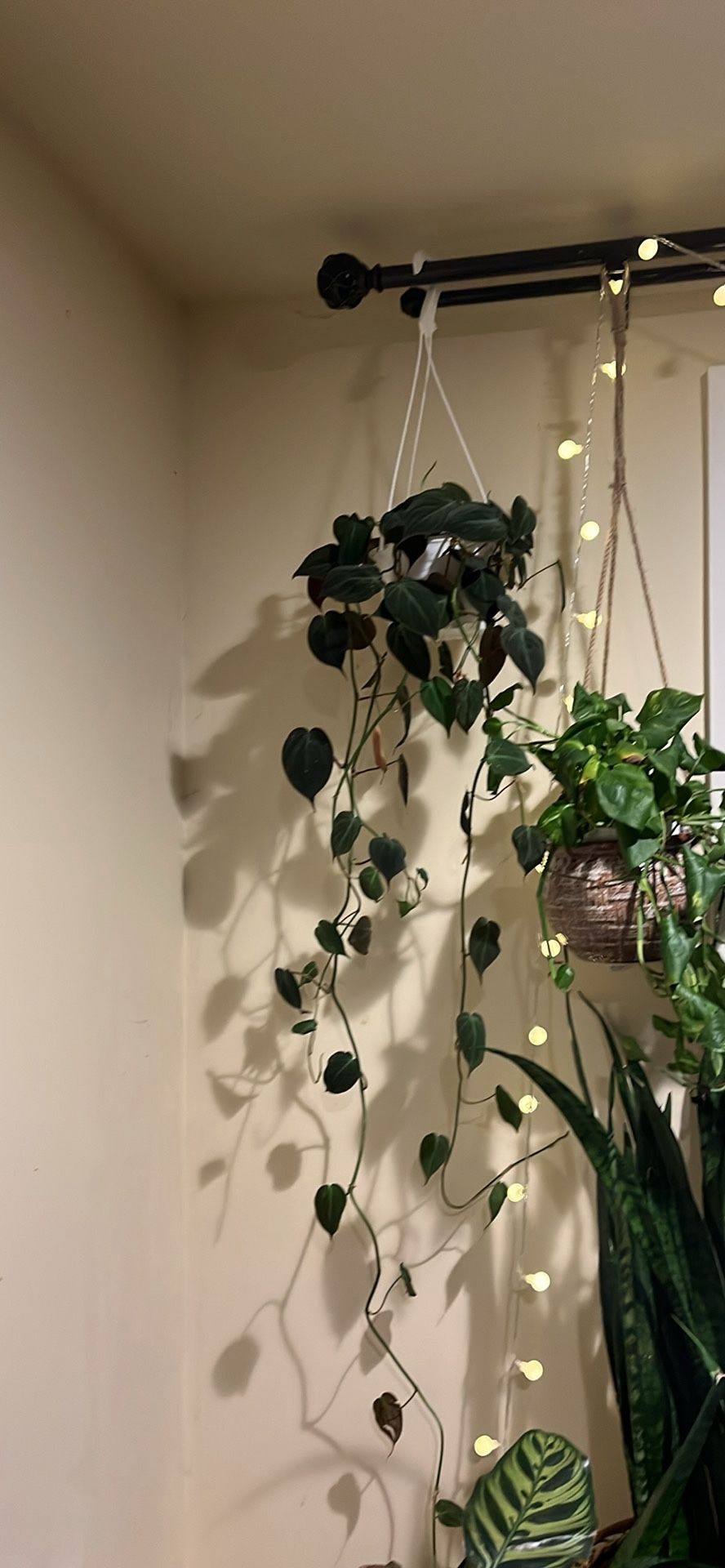 Trailing Plant / Philodendron Mican