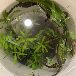 Bucket Of Aquatic Plants 