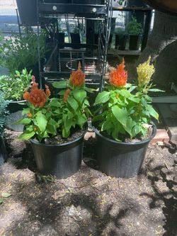 Plumed cockscomb celosia plants