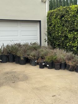 Many lavender plants