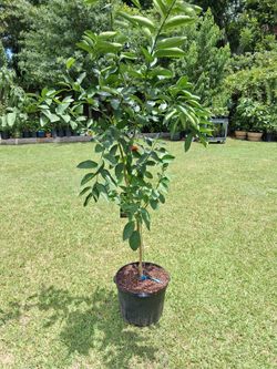 Limon Persa Sin Semilla 