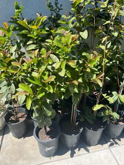 Plantas de Guallavos disponibles