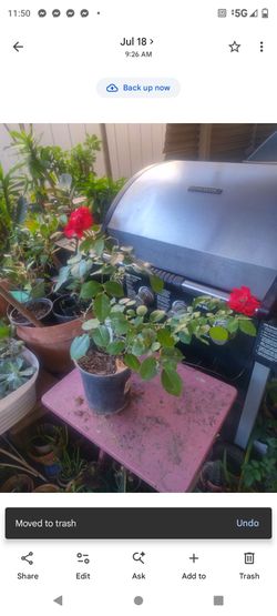 Rosal rojo 1g