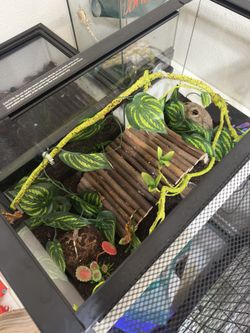 Crested Gecko Enclosure