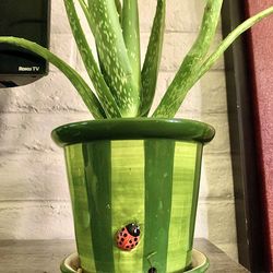 Big aloe vera plant planted in a ladybug ceramic pot