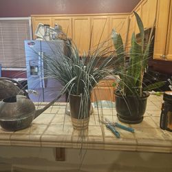 Fake Plant (The Middle Plant Is For Sale)