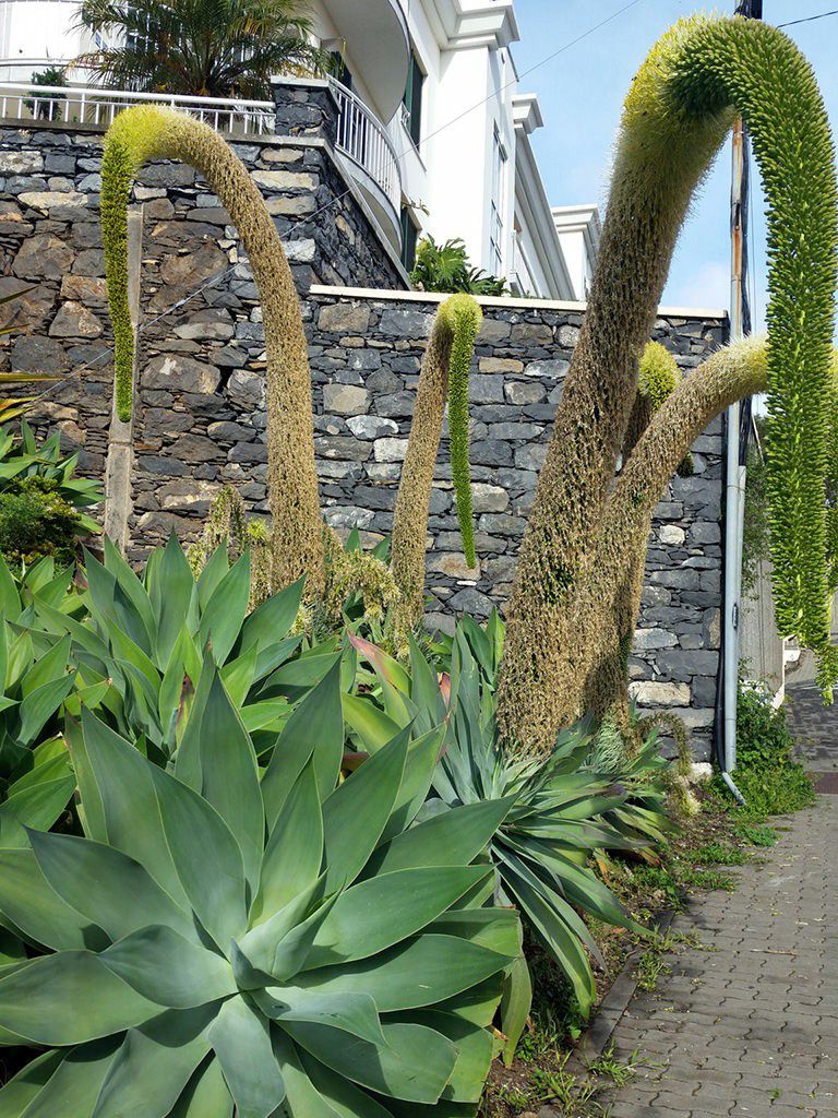 Foxtail Agave Plant