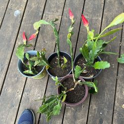 ORCHID CACTUS