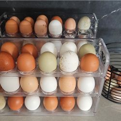 Fresh Eggs