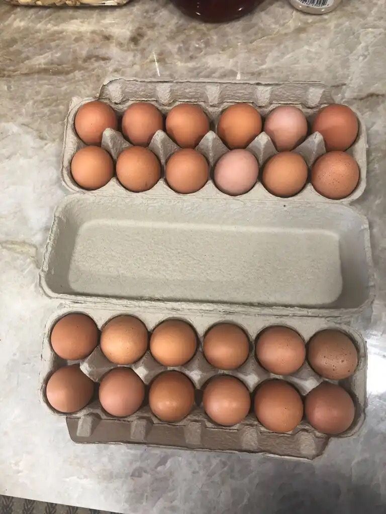 🥚🐔FARM FRESH BUTT NUGGETS 🐔🥚