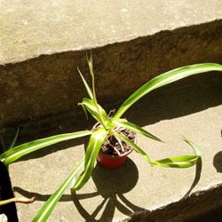Spider Plant