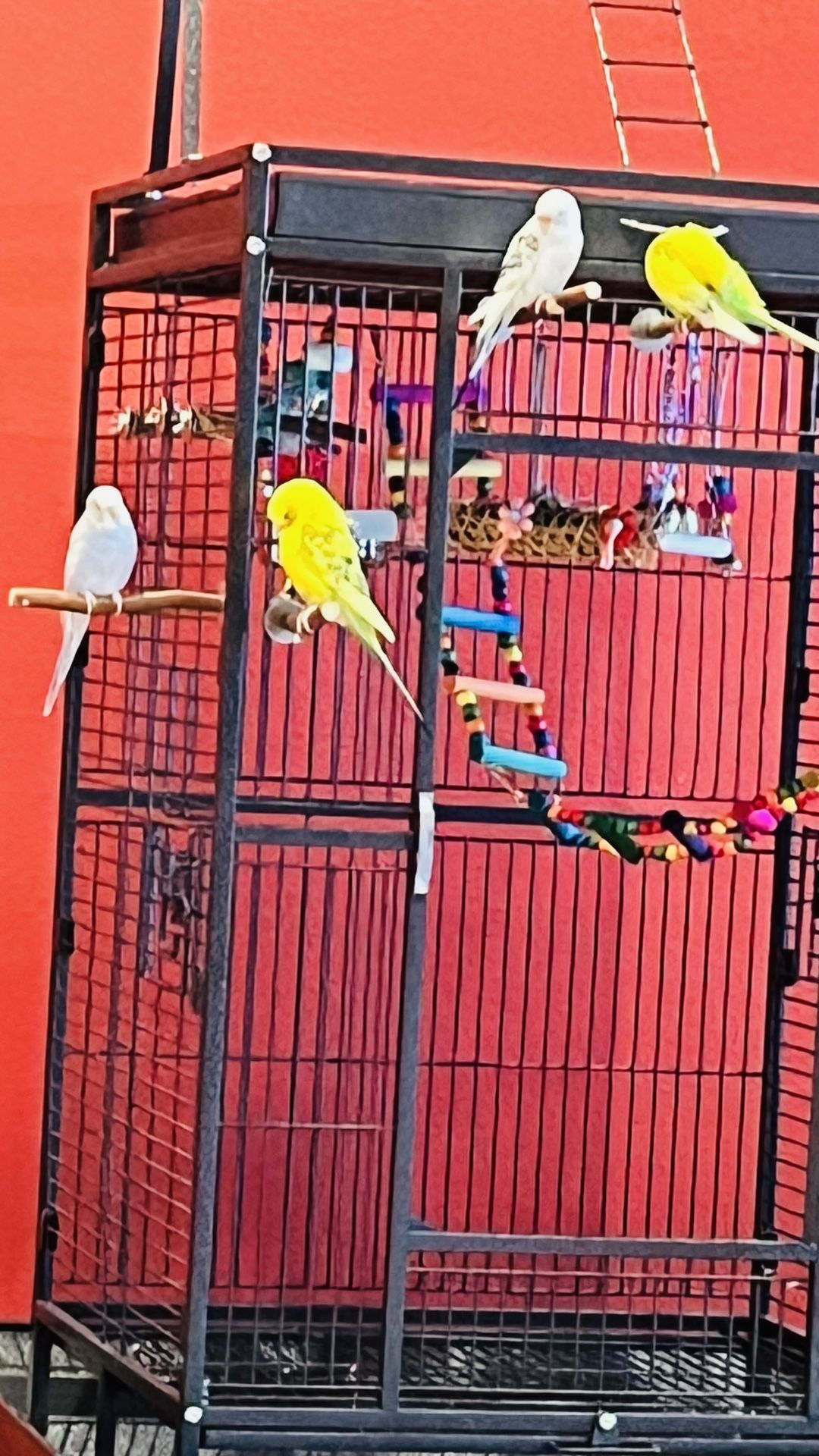 Bird cage, bird accessories