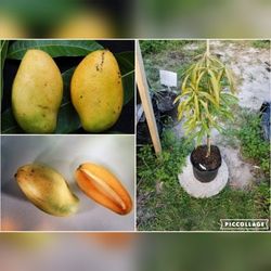 Madam Francis Haitian Mango Grafted Trees 3gal 