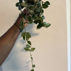 Hoya Krohniana Eskimo 