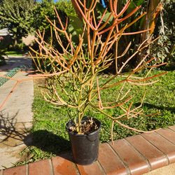 Fire Stick Suculent Cactus Plant