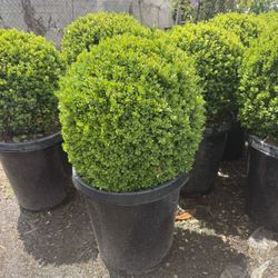 Boxwood Globes