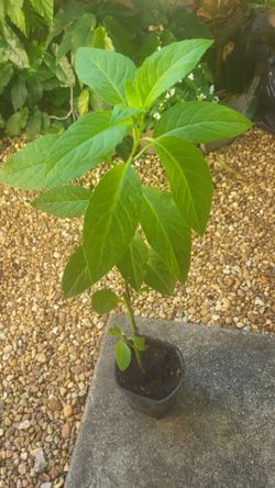 Longevity spinach