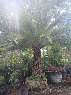 Sylvester Palm Tree $200 per ft trunk