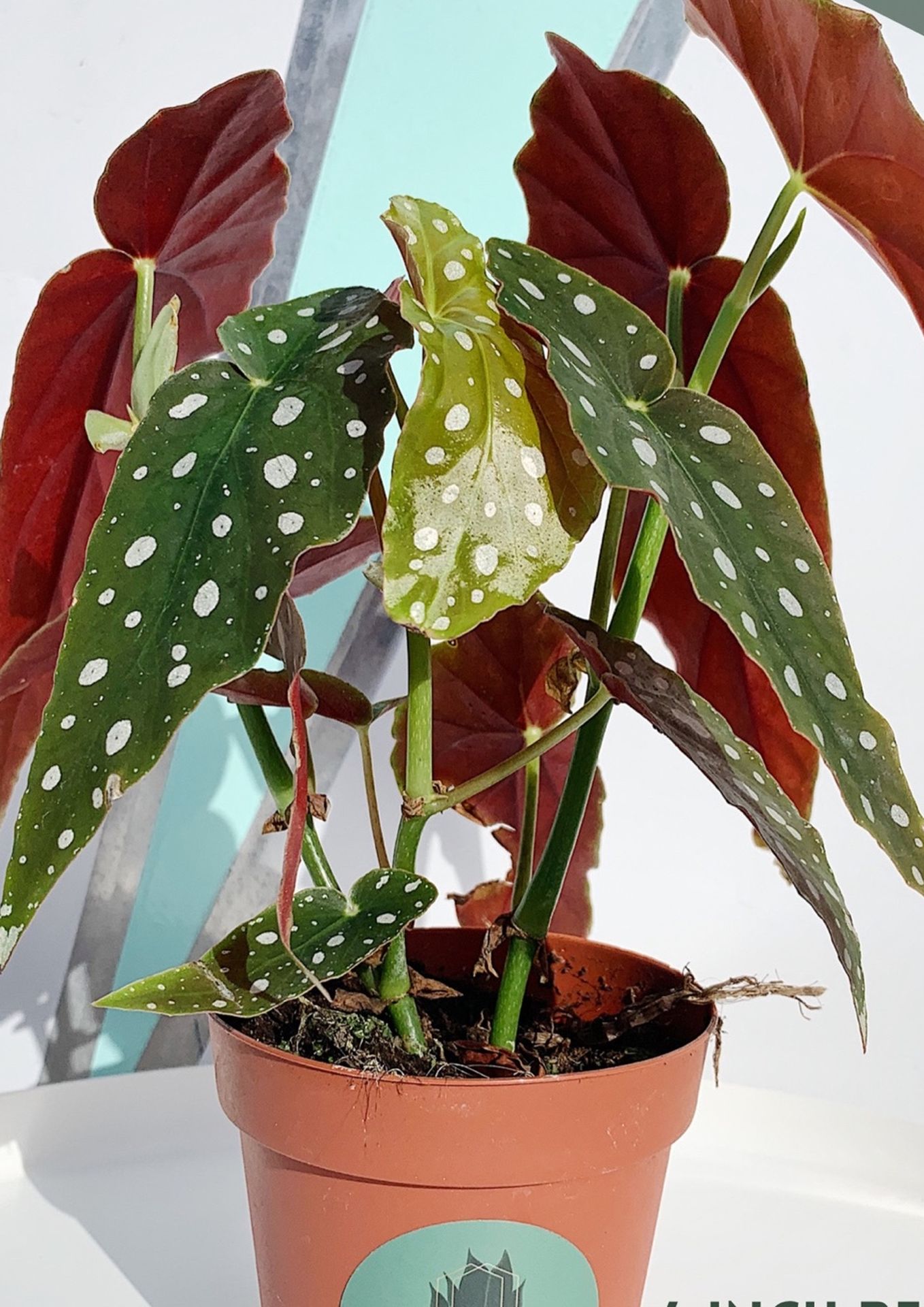 Begonia Maculata Plant