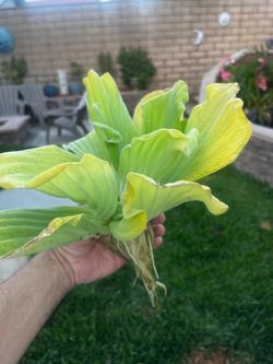 Pond water lettuce plants