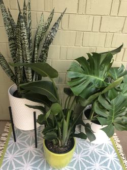 🌱✨Plant Sale• Free consultation •care instructions