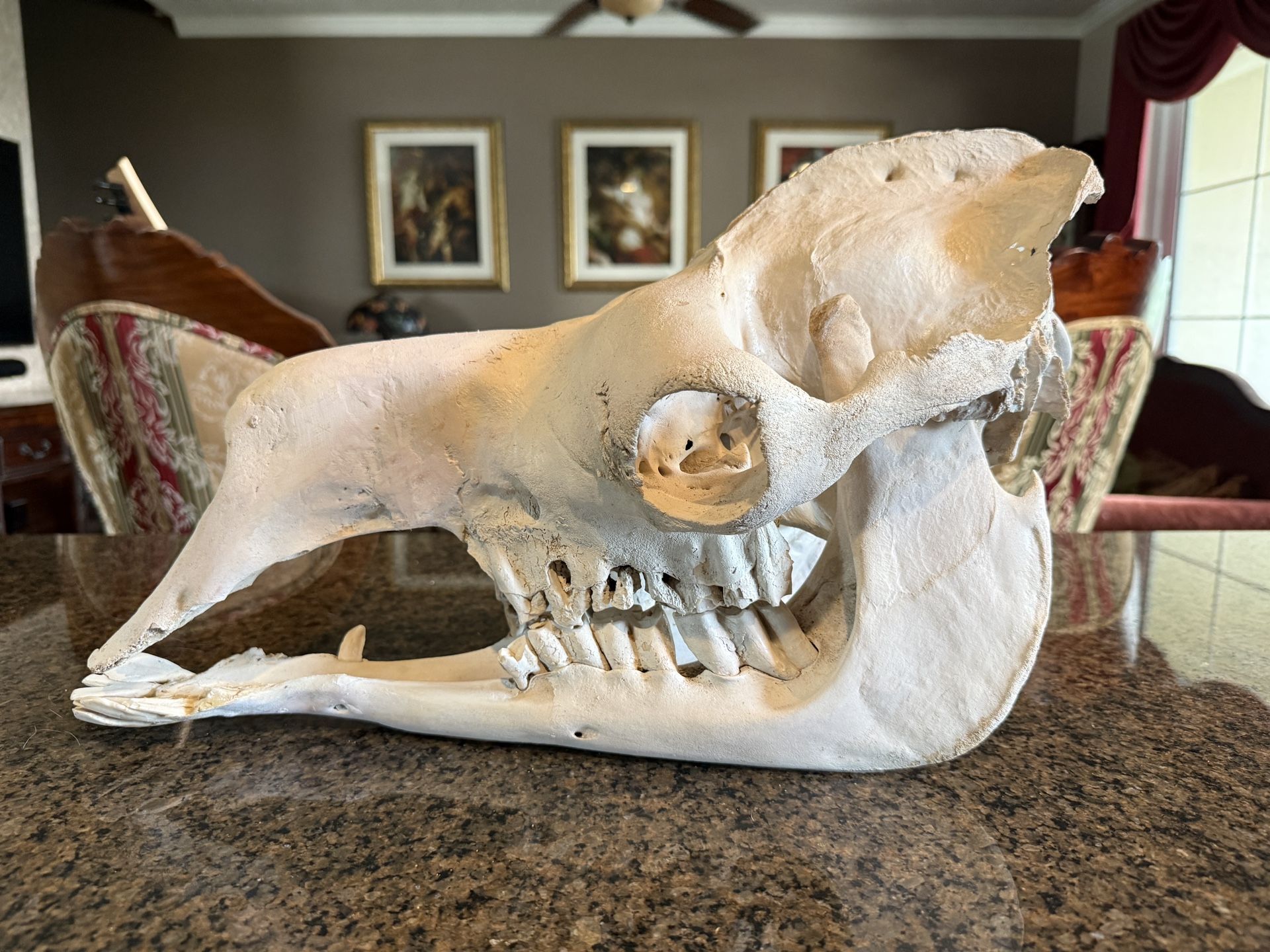 Large Authentic Camel Skull - Oddities - Gothic - Man Cave