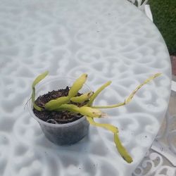 Potted Cactus