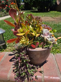 Decoration Suculents Plants Mix