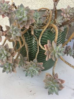 Succulents 