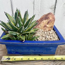 Bonsai Agave victoriae-reginae 'Tora Fu'