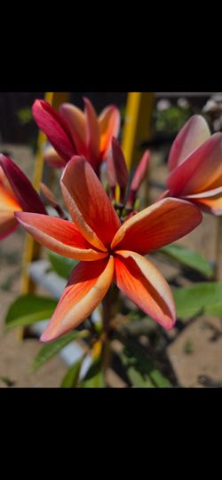 Paul Weissich Plumeria grafted plant