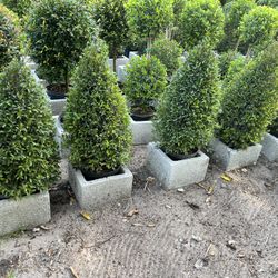 Small Cone Topiary & Balls Topiary In 3 gls Pot. SPECIAL PRICE 🤩