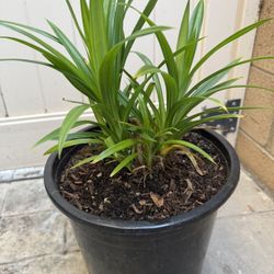 PANDAN Pandan Plants  (Lá Dứa) Edible Plants