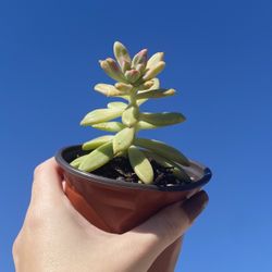 Echeveria Succulent **LIVE PLANTS!