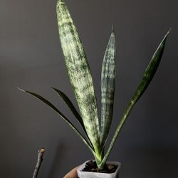 ✨Sansevieria | Snake Plant✨