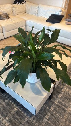 Peace Lily Indoor Plant in White Pot