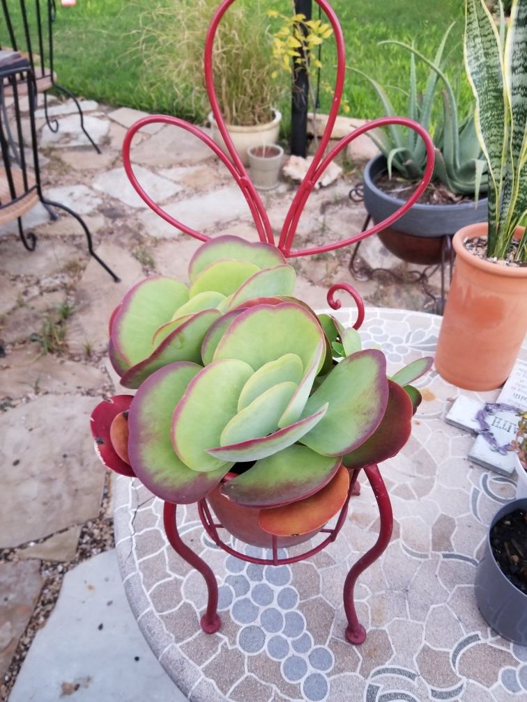 BEAUTIFUL FULL SUN SUCCULENT$ 15.00 + CHAIR 10.00