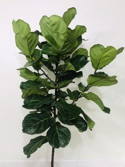 6Ft Fiddle Fig Leaf Standard Form Tree Home Decor Plant