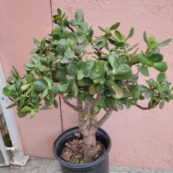 Jade Plant In 5gal Pot Over 3ft Tall