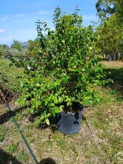 Surinam Cherry Loaded With Fruit 