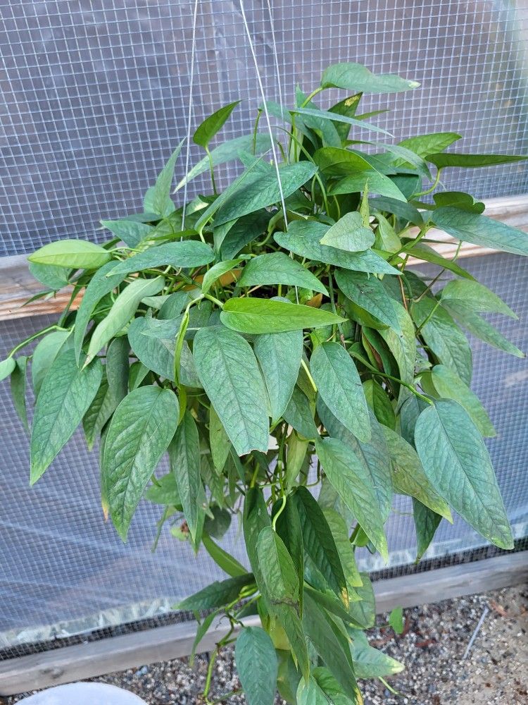 Cebu Pothos Plant 6" Pot