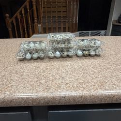 Quail Eggs- Hatching/Others 