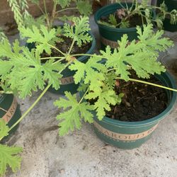 Citronella Plant 🪴 