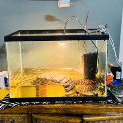 Turtle Tank