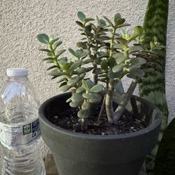 Jade Plant