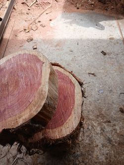 Fresh Cut Wood Log Slices