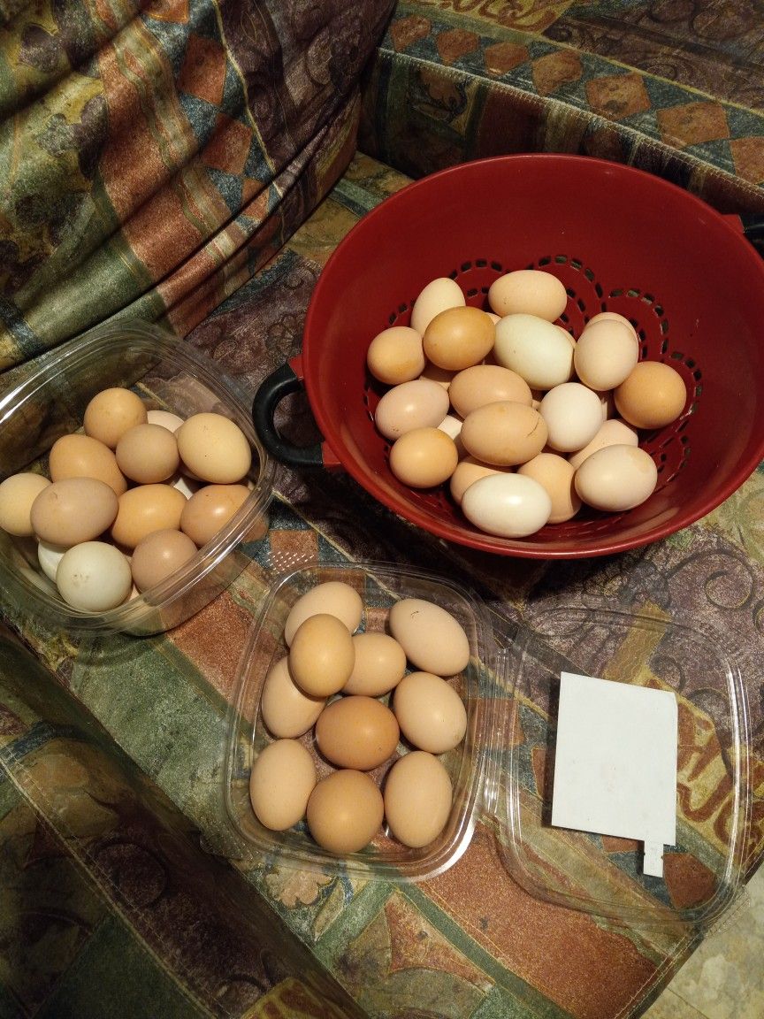 Eggs Frish $5 For Dozen